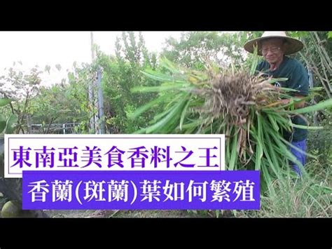 班蘭葉種植方法|【班蘭葉種植方法】揭密班蘭葉種植秘訣：擺脱種不活。